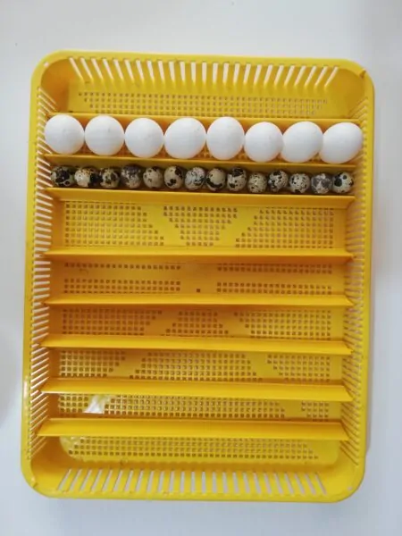 GELİŞİM VE CIKIM SEPETİ 10 ADET ARA ÇITALI